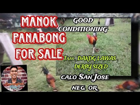 manok panabong farm|Quality MANOK Panabong .